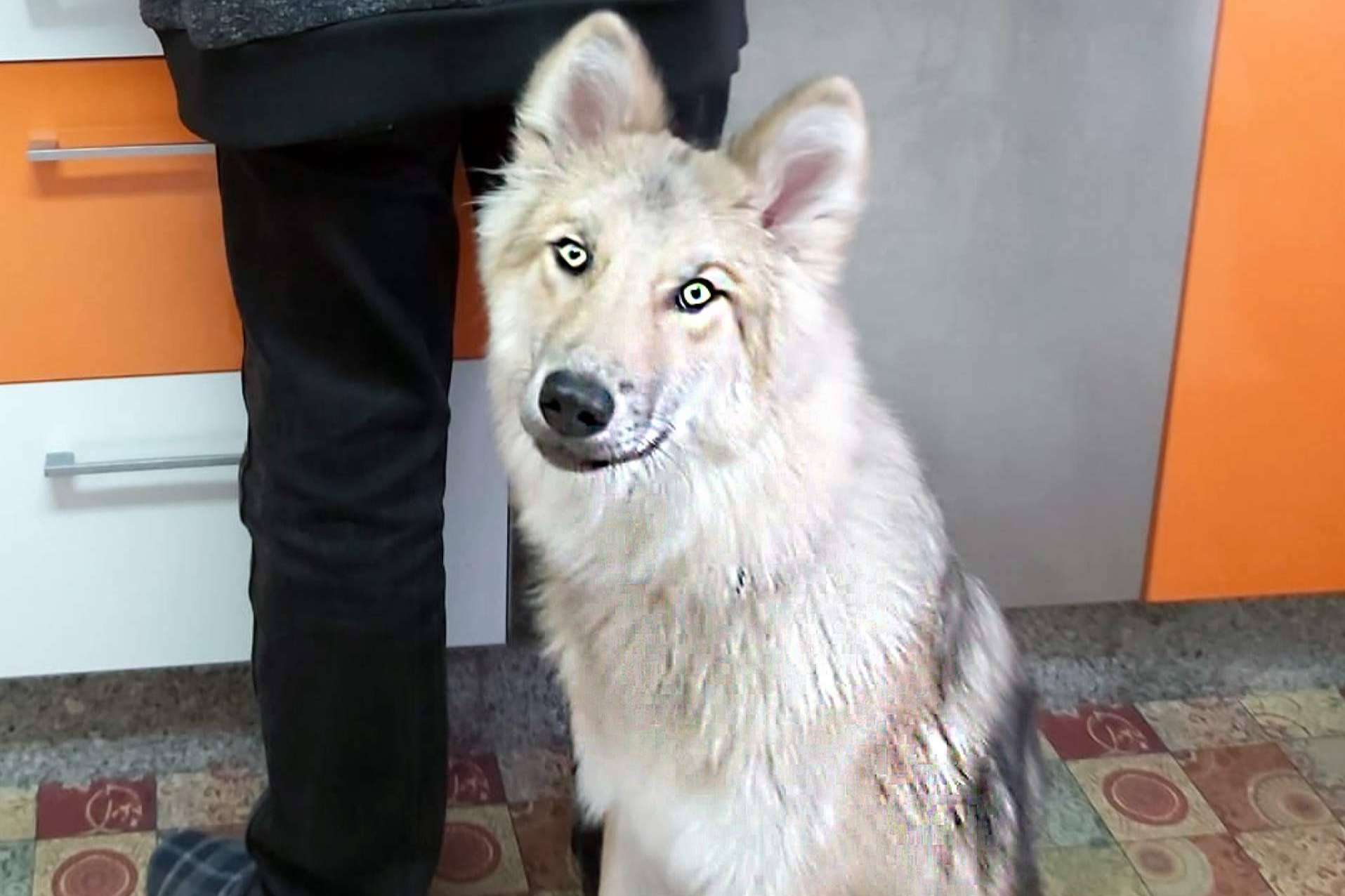 Perro Lobo Americano o Wolfdog, de los mitos y leyendas a las realidades